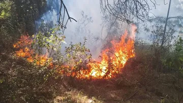 Toluca: Incendios forestales en áreas naturales protegidas afectan 460 hectáreas