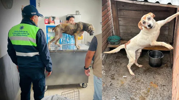 San Mateo Atenco: Rescatan a dos perros que sufrían maltrato