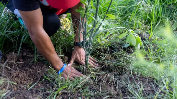 Coacalco: Siembran 4 mil árboles en zonas urbanas