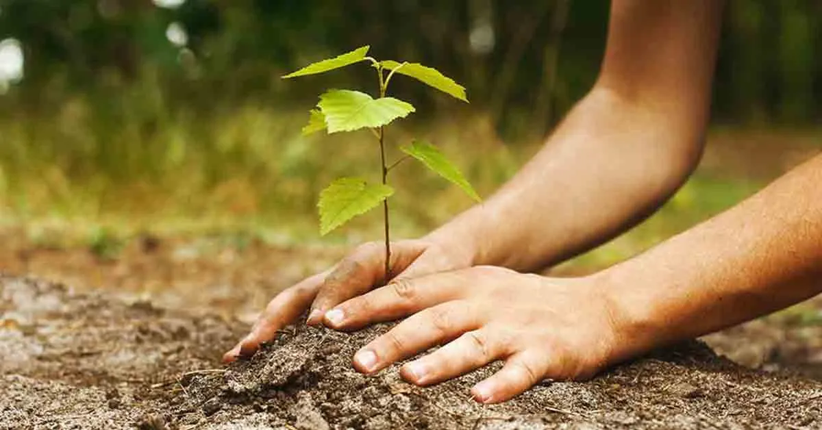 Por programa anual plantarán 230 mil árboles en Toluca