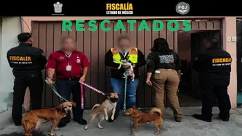 Cuatro perros quedan bajo resguardo tras rescate de 39 animales en Ecatepec.