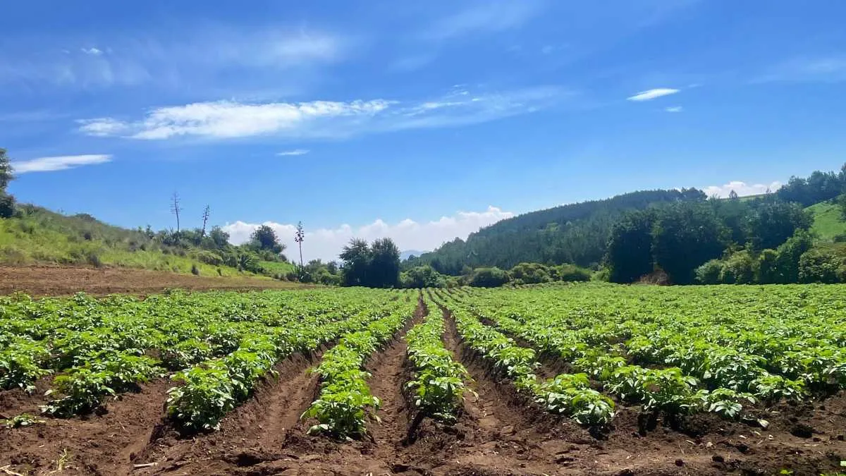 Migración rural impacta la agroindustria del Edomex