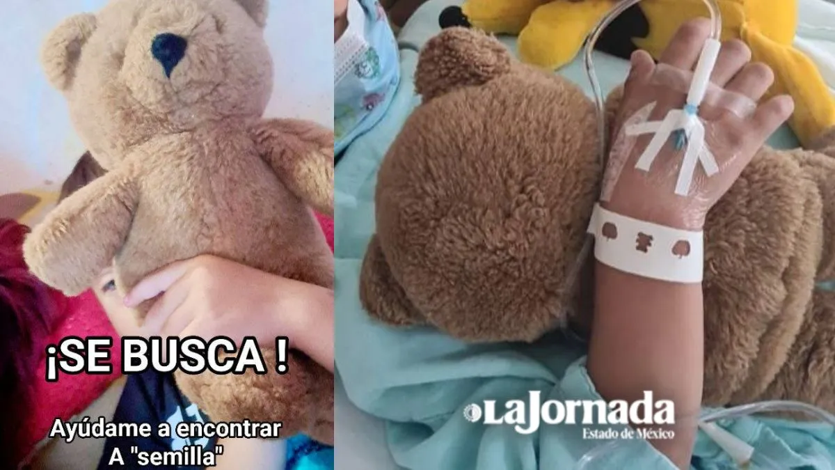 Buscan a ‘Semilla’ osito de apoyo emocional que acompaña a un niño a consultas tras una cirugía en Toluca