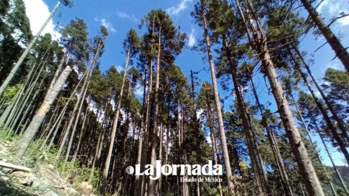 Edomex podría emitir declaratoria de emergencia por presencia de plagas en 4.5 ha de bosque