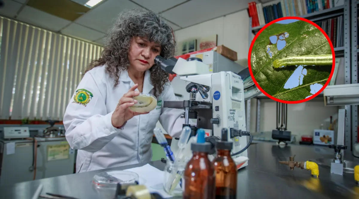 Plagas bajo vigilancia, un desafío clave para la agricultura sostenible