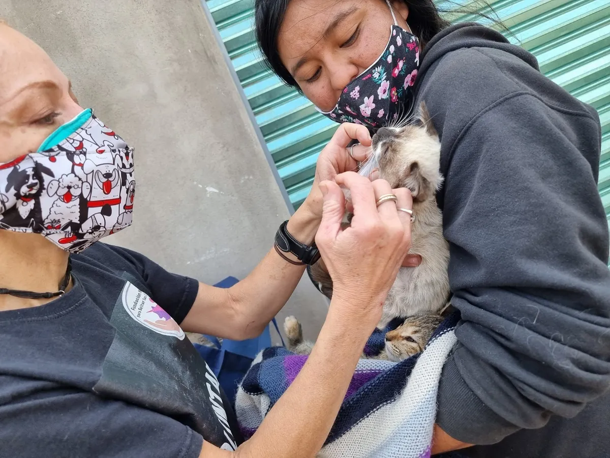 Advierten que pasando la temporada navideña incrementa el número de perros abandonados