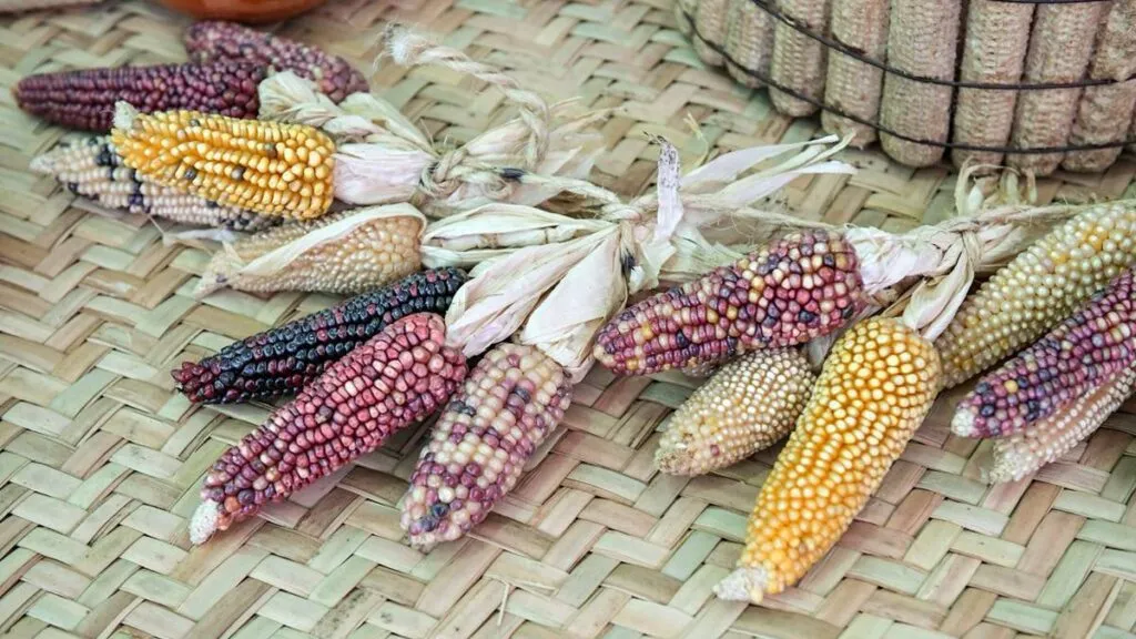 Producción y superficie de maíz en el Edomex a la baja desde 2016