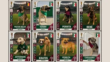 Buscan hogar para perros rescatados en Almoloya de Juárez