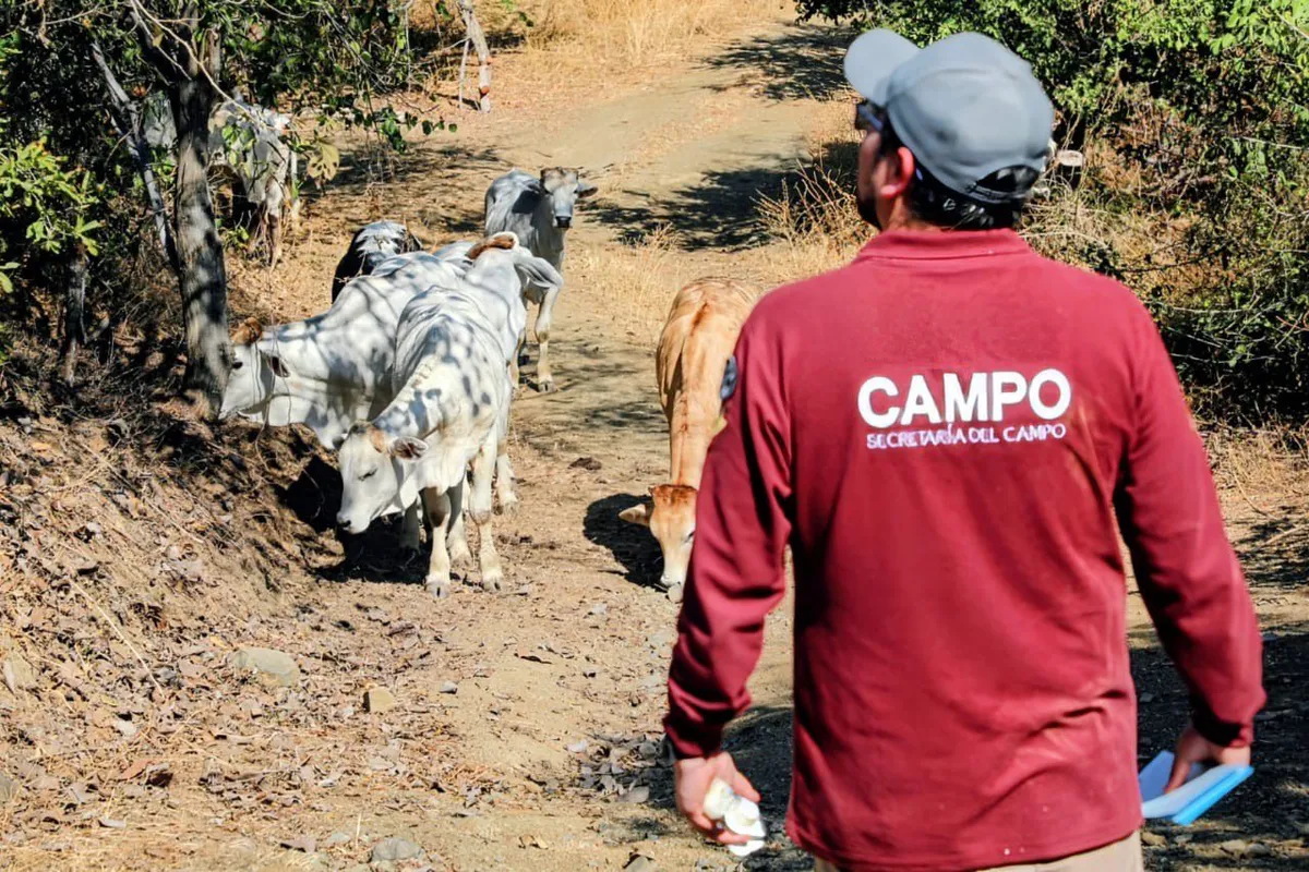Refuerzan vigilancia sanitaria por casos de Gusano Barrenador en Edomex