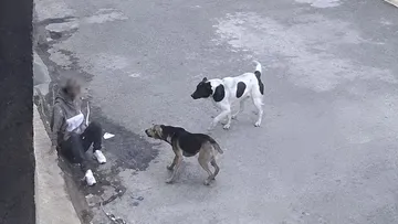 Vecinos reportan ataques de perros a personas en Ixtapaluca y Tlalmanalco