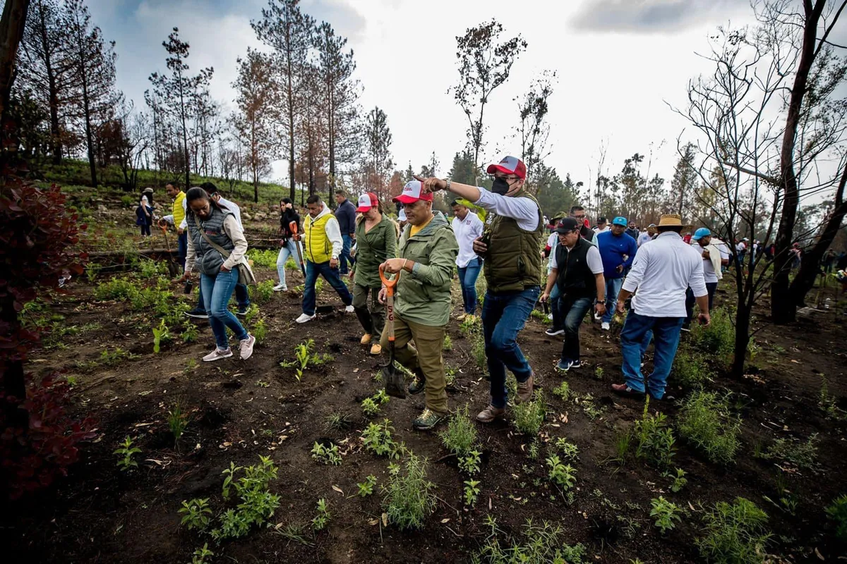Parajes incendiados de la Sierra de Guadalupe son reforestados con 2 mil árboles