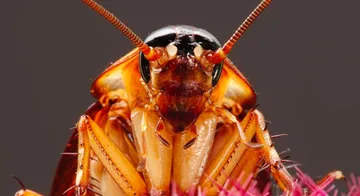 Llega súper cucaracha a México proveniente de Alemania; es resistente a los insecticidas. Foto: Internet