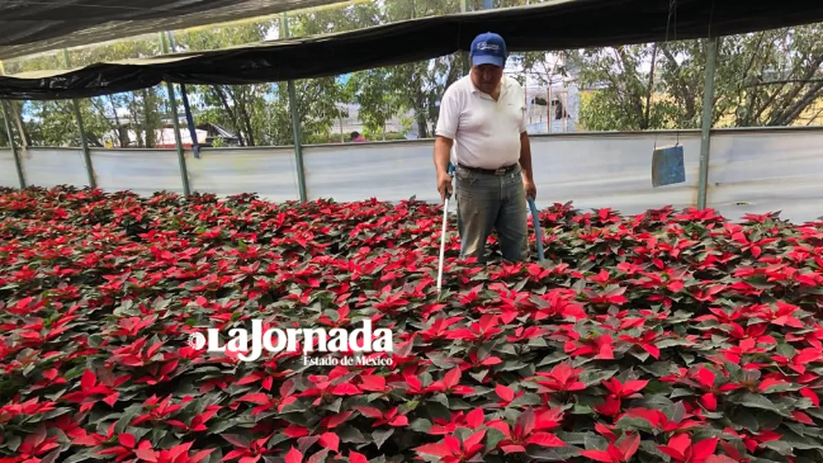 Texcoco: Floricultores se enfrentan a la falta de agua