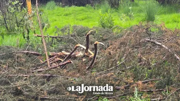 Tala ilegal incrementa en el Edomex