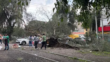 Caída de árbol provoca cierre parcial en Naucalpan