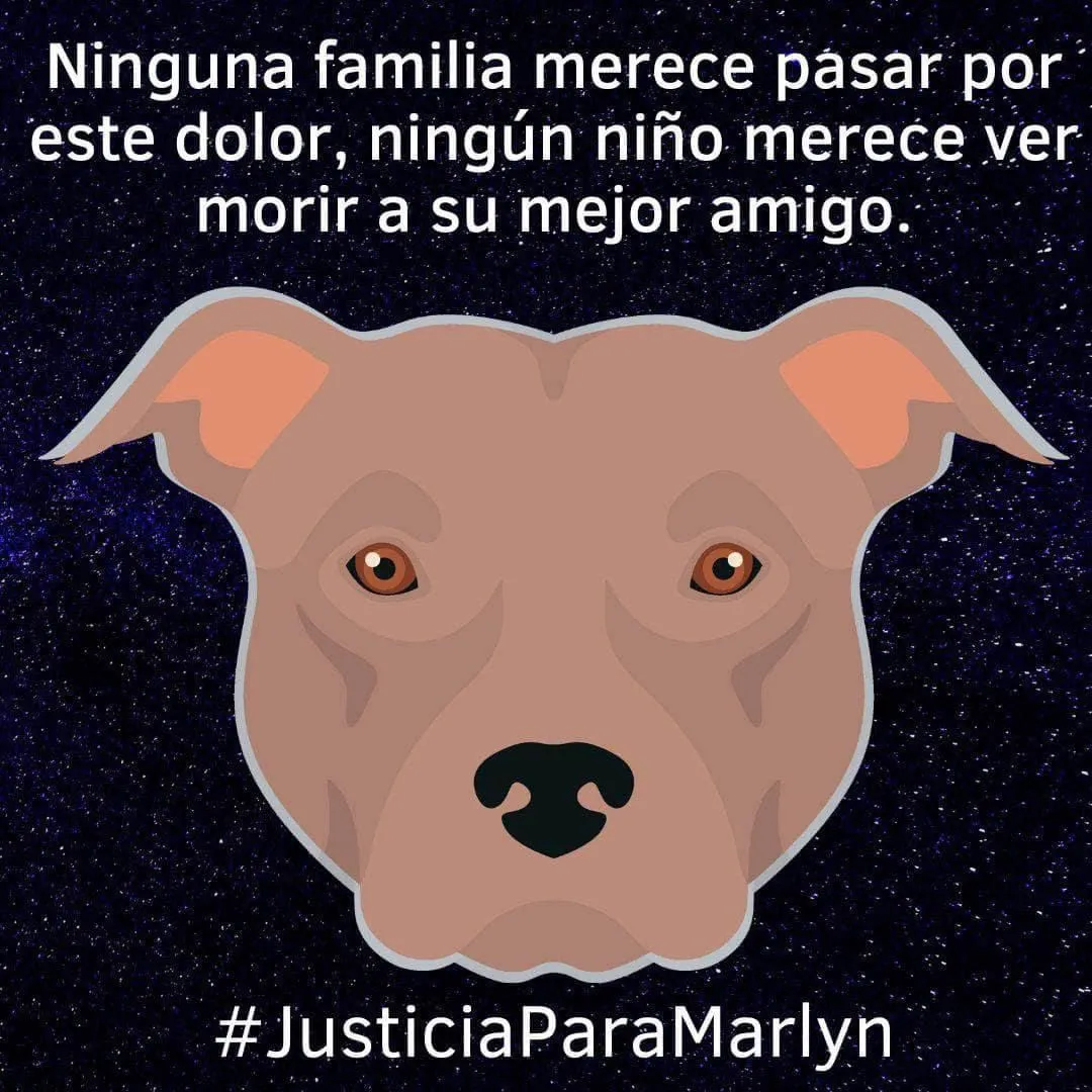 Exigen justicia por “Marlyn”, un pitbull apuñalado por supuesto militar en Teotihuacán