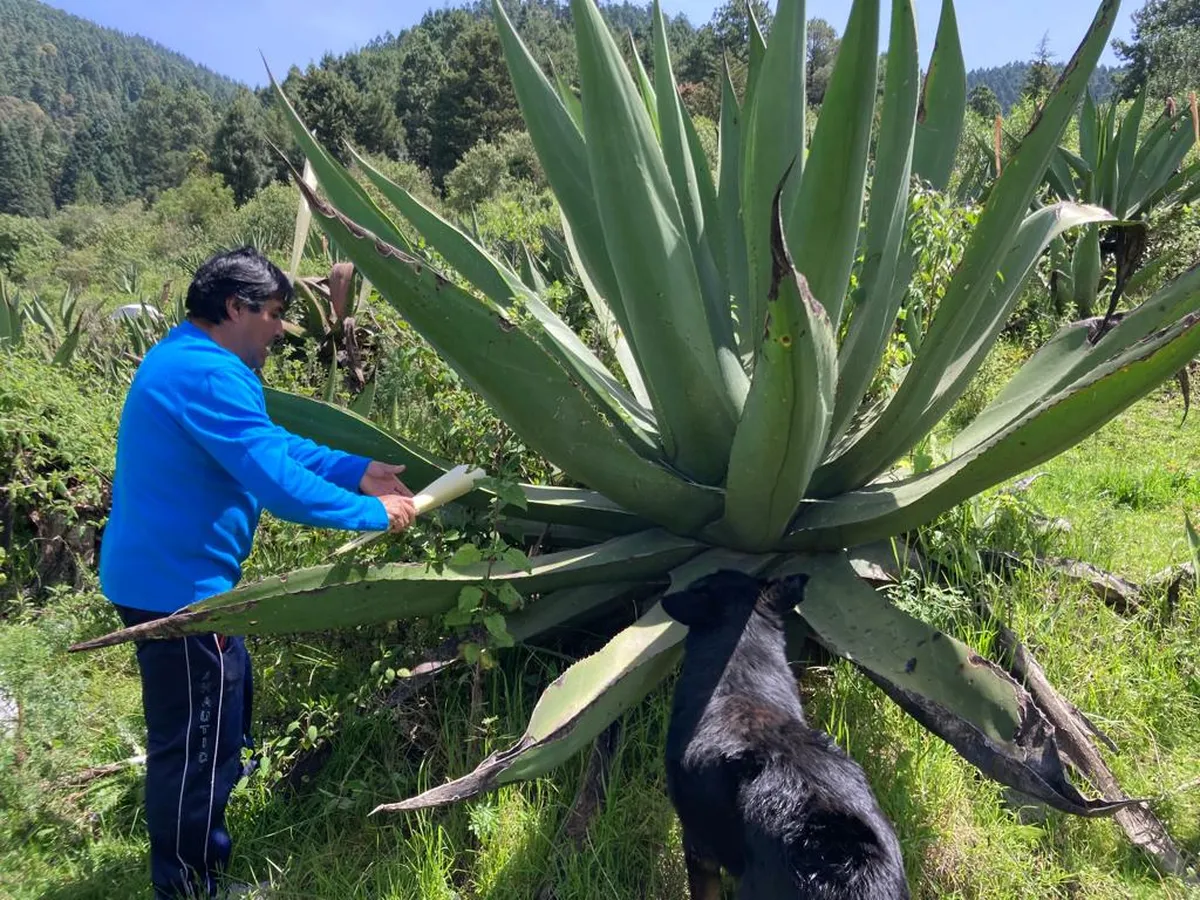 magueyes