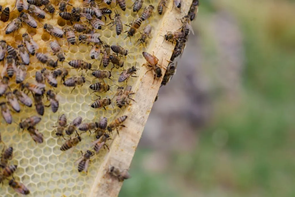 Perfil: Karina y Noé, los apicultores de Texcoco que persiguen la floración para salvar abejas