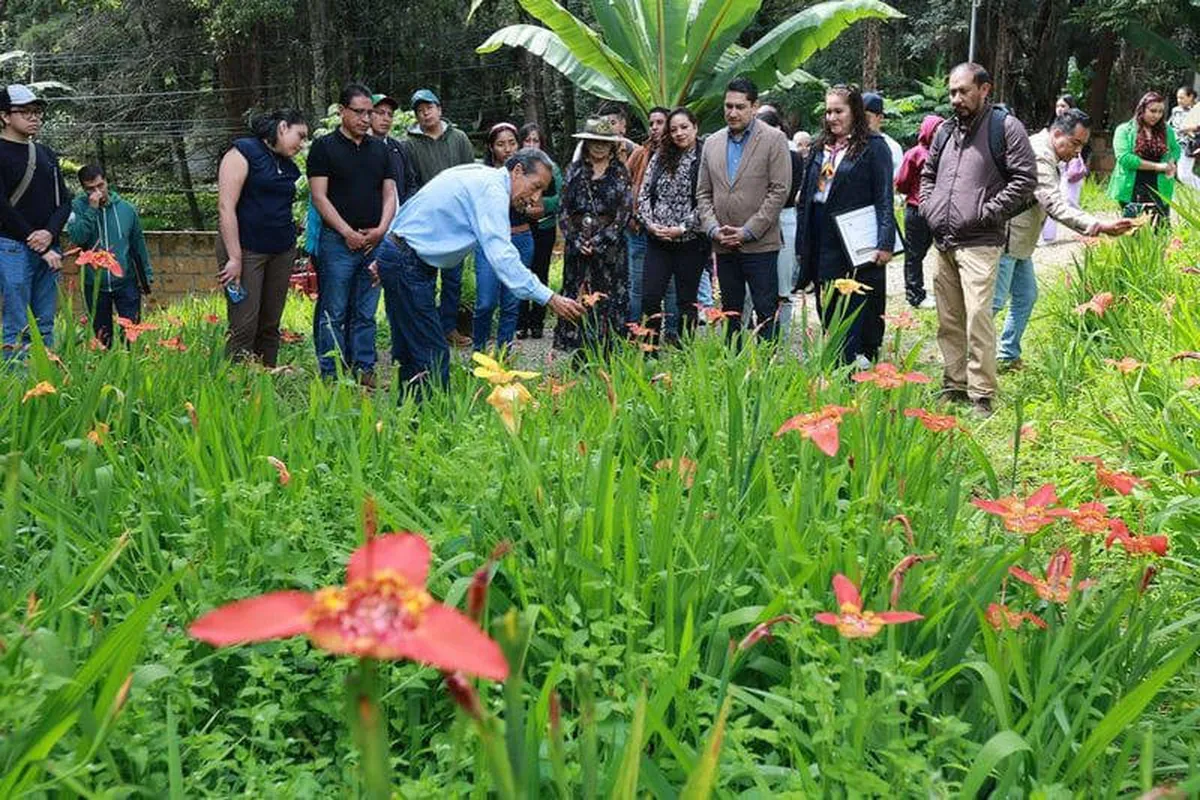Inicia 2do Festival de las Tigridias en Tenancingo