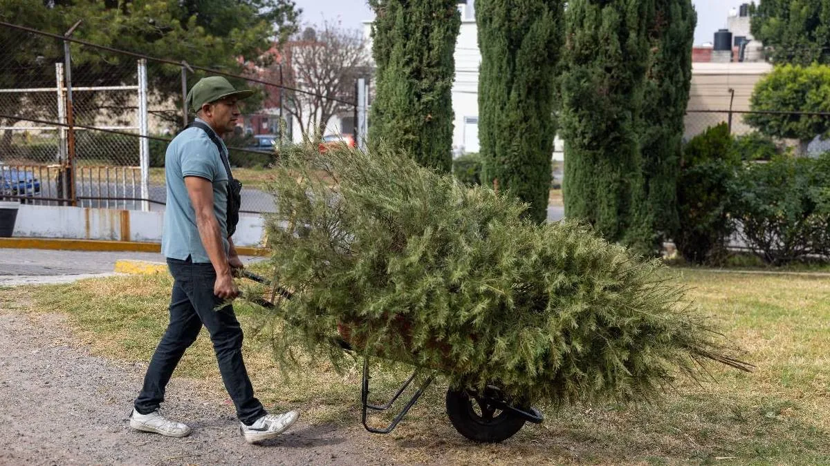 Municipios mantienen acopio de árboles navideños