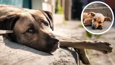 Asociaciones aseguran que regalar mascotas en Navidad multiplica su abandono