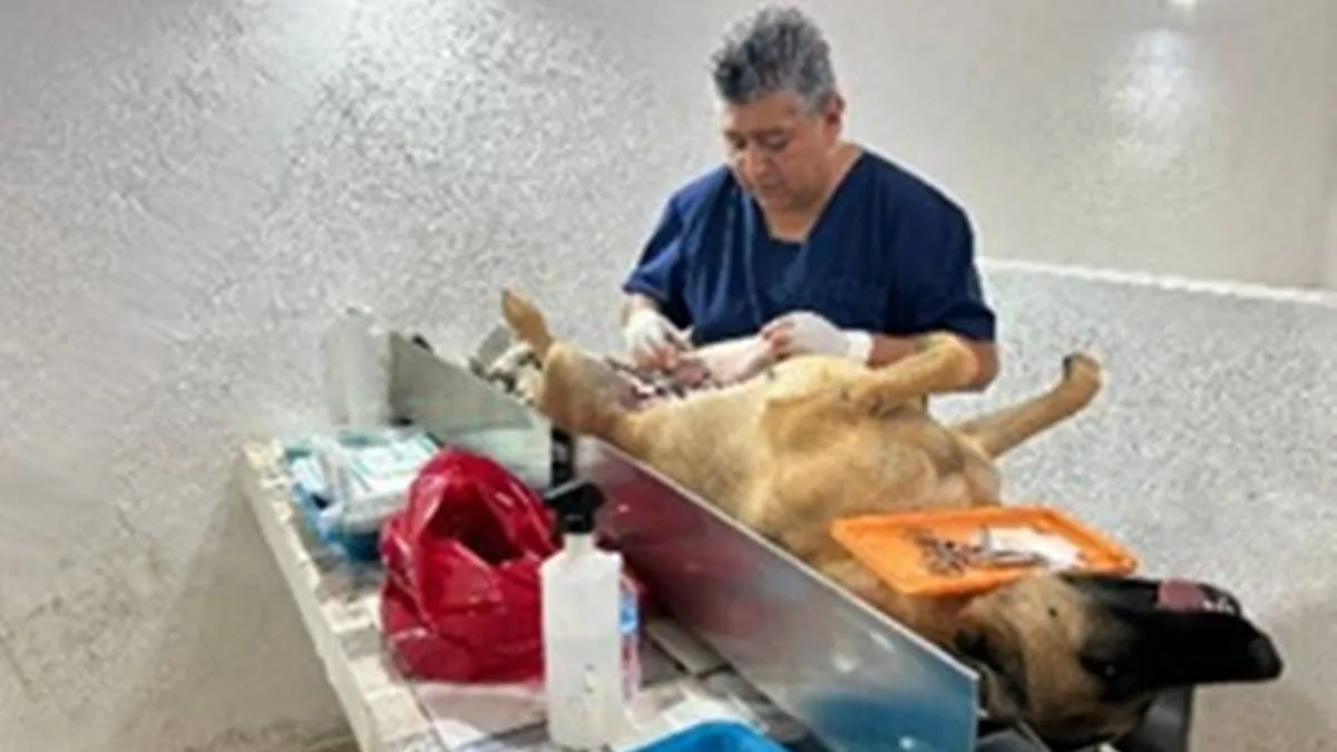 Teoloyucan supera meta de esterilizaciones gratuitas