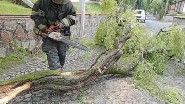 PC de Toluca atiende árbol caído en Cacalomácan