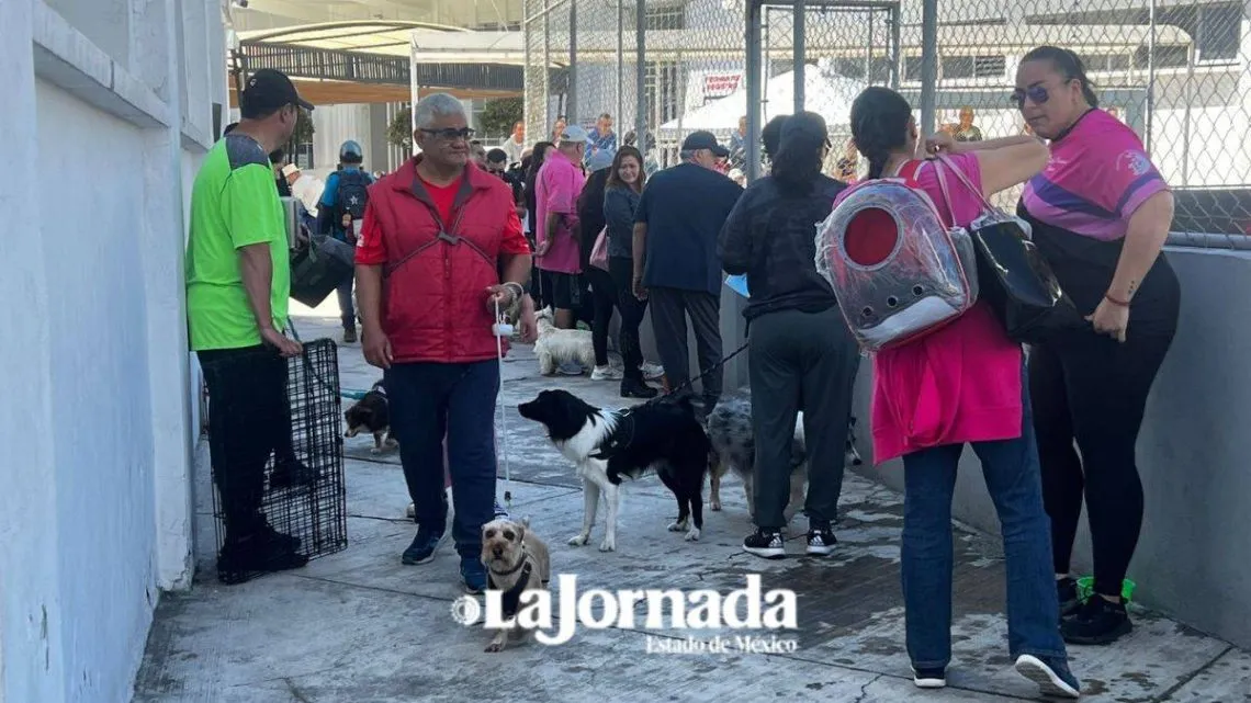 Buscan combatir el abandono animal y promover tenencia responsable en Toluca
