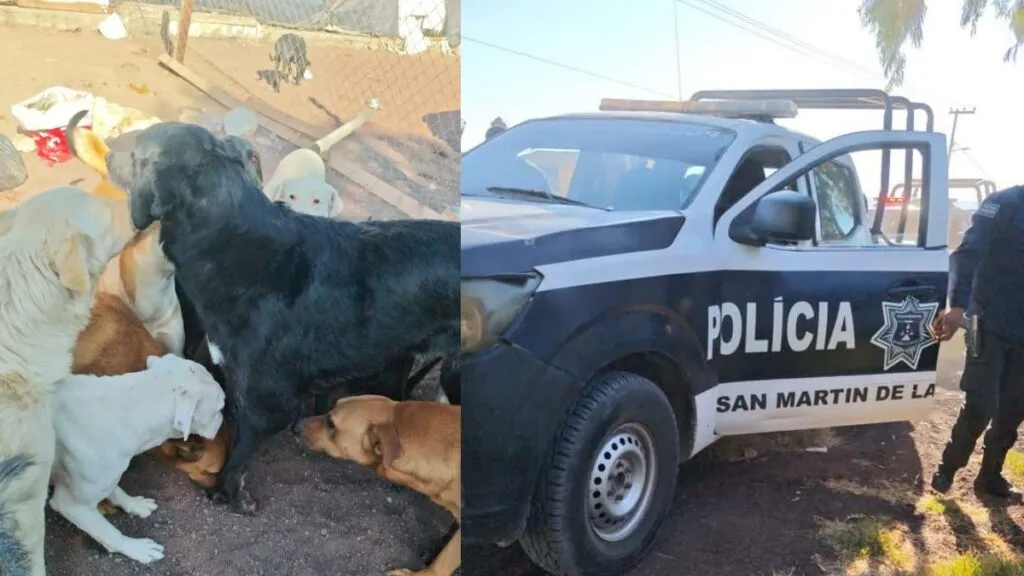 Refugio canino Xollin refuerza seguridad tras ataque a balazos