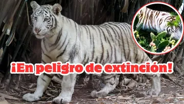Matan a tigre de Bengala en Edomex; es especie en peligro de extinción