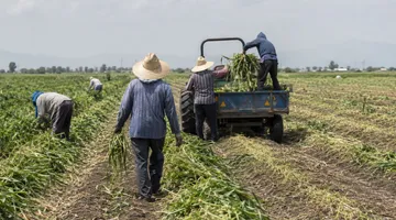 Gobierno federal apuesta al campo para consolidar la soberanía alimentaria