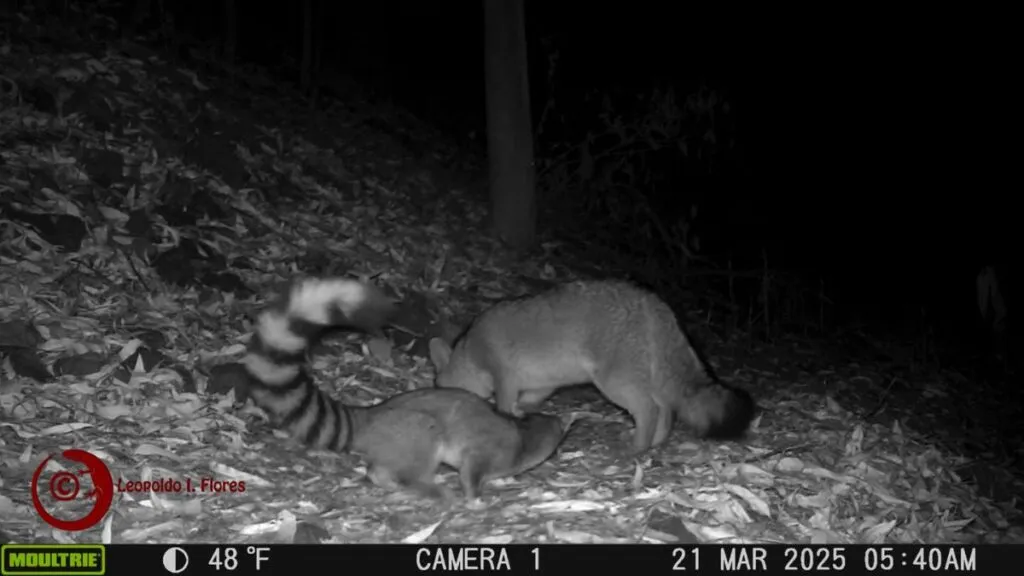 Animales silvestres en Toluca no son un peligro, asegura especialista