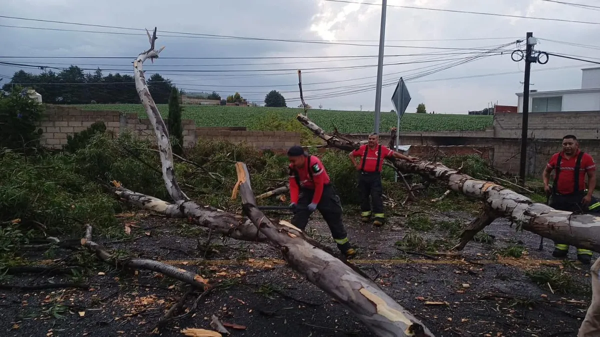Árbol caído provoca caos vial en la carretera Toluca-Zacango