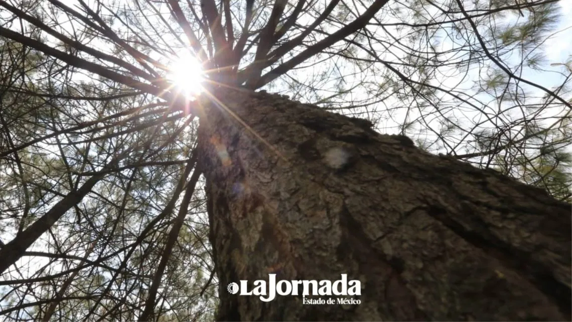 Árboles reforestados en Edomex, con menos de 70% de sobrevivencia