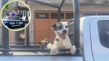 Autoridades de San Antonio La Isla recuperan a tres perritos de un domicilio