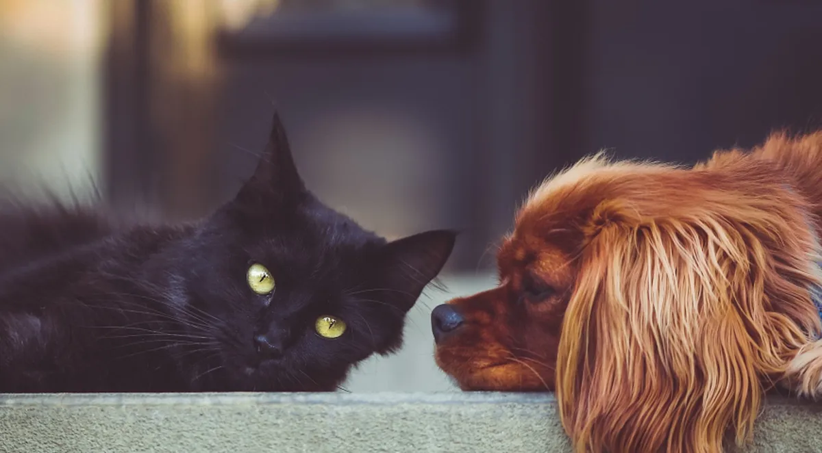 Proponen días de duelo laboral por fallecimiento de familiares o mascotas