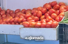 Edomex alista procesamiento del jitomate ante imposición de aranceles