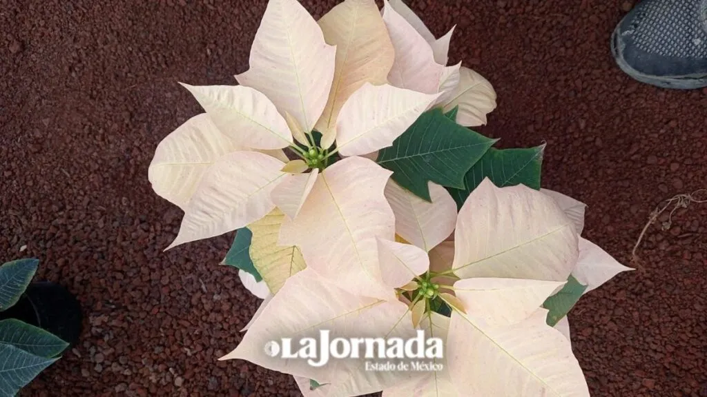 Productores de Texcoco dan vida a la Nochebuena que adorna miles de hogares