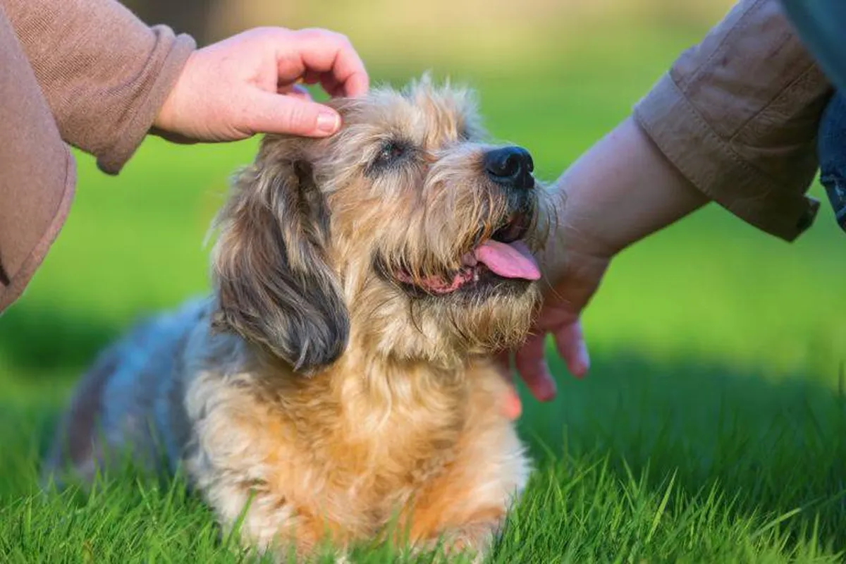 Beneficios de adoptar un perro mayor en Toluca