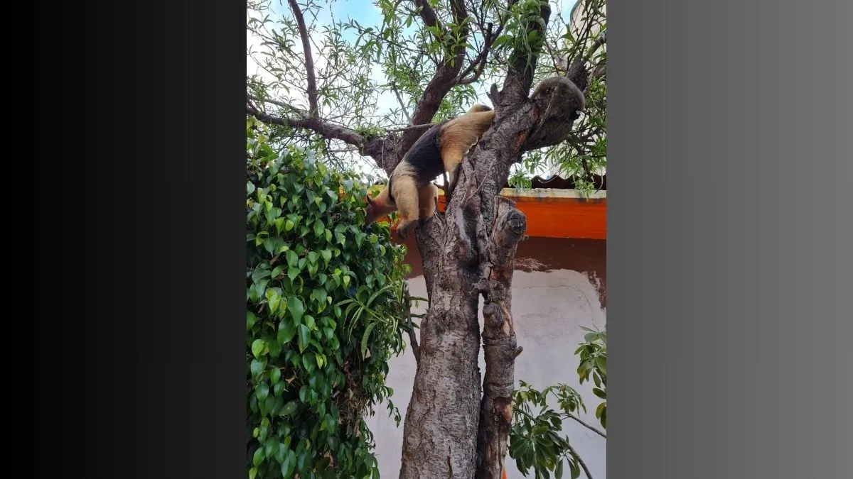 Nezahualcóyotl: rescatan a oso hormiguero de las calles de la colonia Vergel