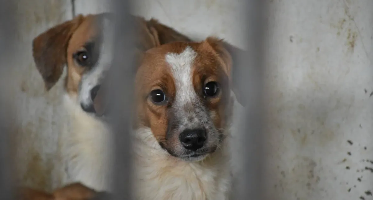 Nezahualcóyotl: Aprueba multas contra maltrato animal