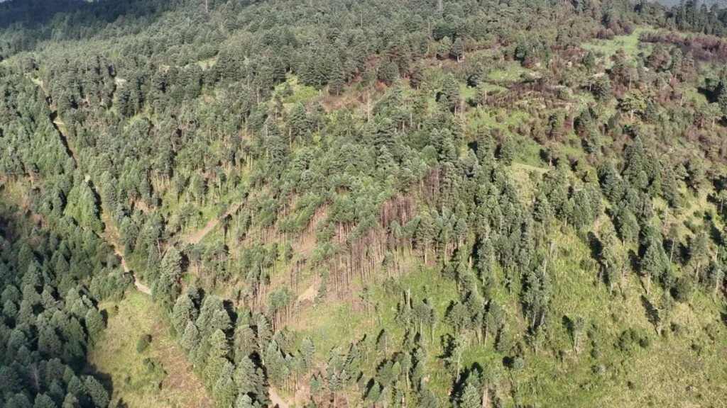 Naucalpan: Realizan videovigilancia para proteger Bosque de agua