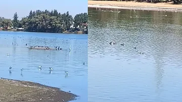 Habitantes protegerán laguna de Axotlán ante cualquier invasión 