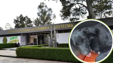 Facultad de Veterinaria campus "El Cerrillo" UAEMéx denuncia envenenamiento de perritos