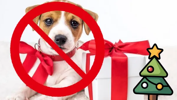 Toluca: Llaman a evitar comprar o regalar mascotas esta Navidad