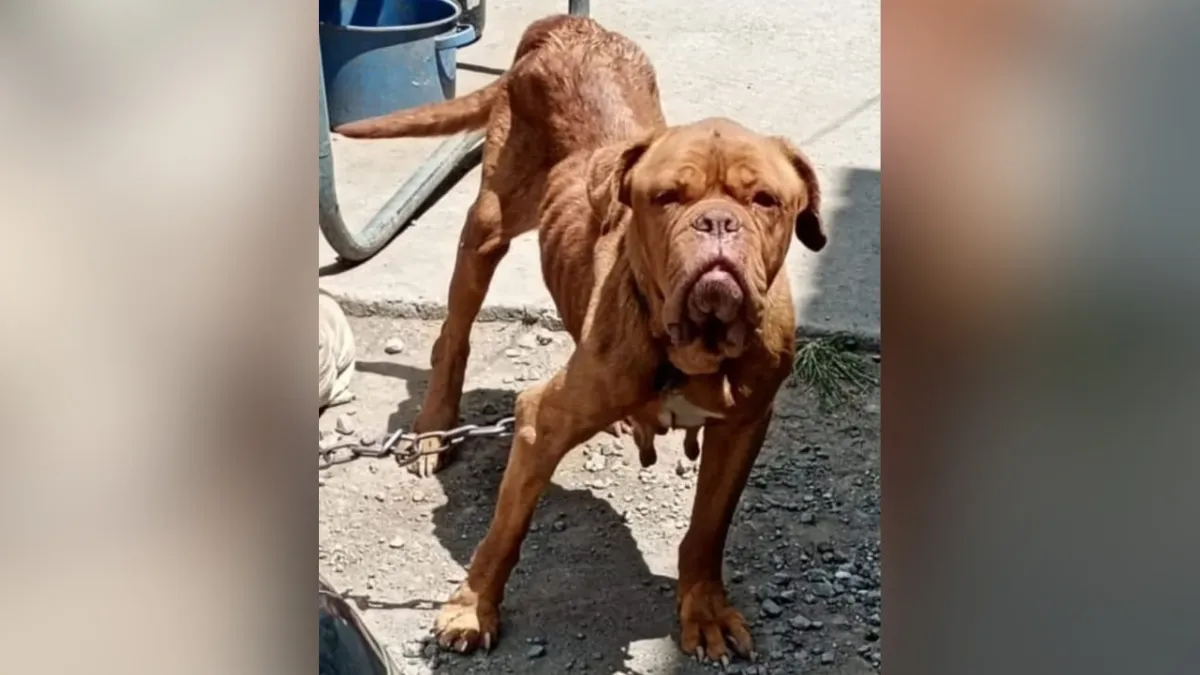 Vecinos de Cuautitlán Izcalli denuncian caso de perro con maltrato animal