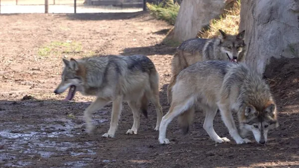 Teotihuacán: Tres lobos mexicanos llegan a Reino Animal para su conservación
