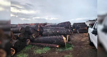 Aseguran más de mil 800 piezas de aserradero clandestino en Edomex