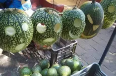 Antiguamente, niñas y niños lo vaciaban y tallaban para convertirlo en un farol con el que salían a pedir calaverita.