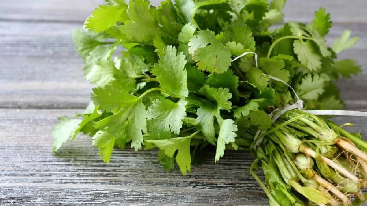 Cilantro el nuevo “oro verde”